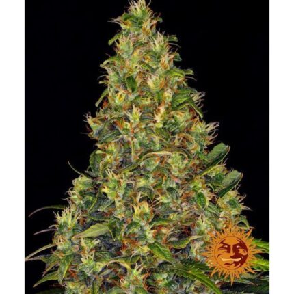 Barneys Farm Amnesia Haze Auto