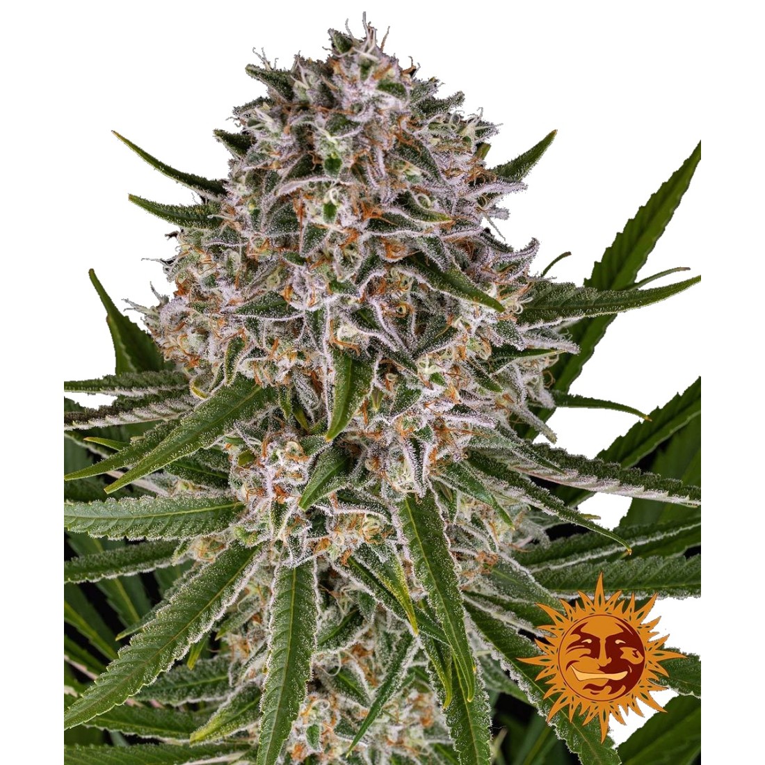 barneys-farm-lemon-haze-auto-1100x1100