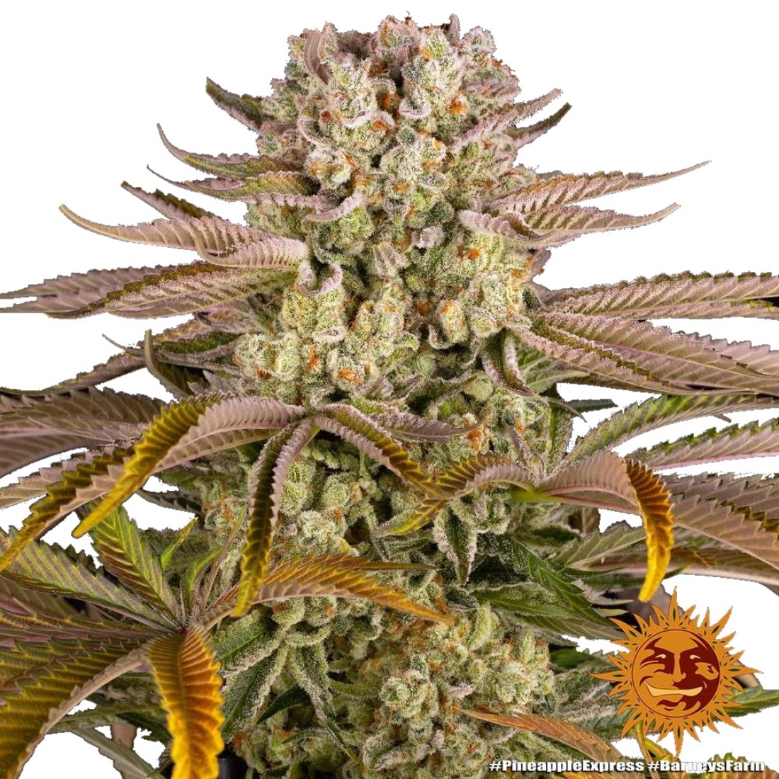 barneys-farm-pineapple-express-fem-1100x1100