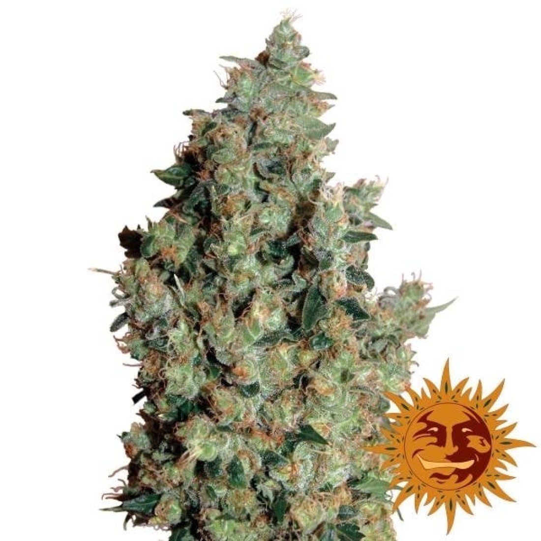 barneys-farm-tangerine-dream-fem-1100x1100