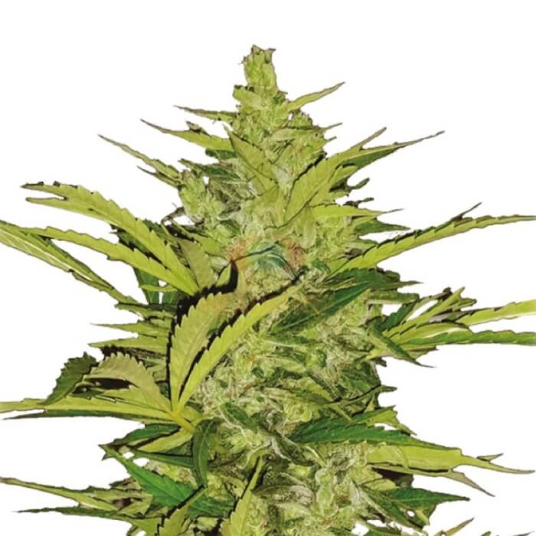 fast-eddy-automatic-gefeminiseerd-zaden-royal-queen-2-1-1100x1100