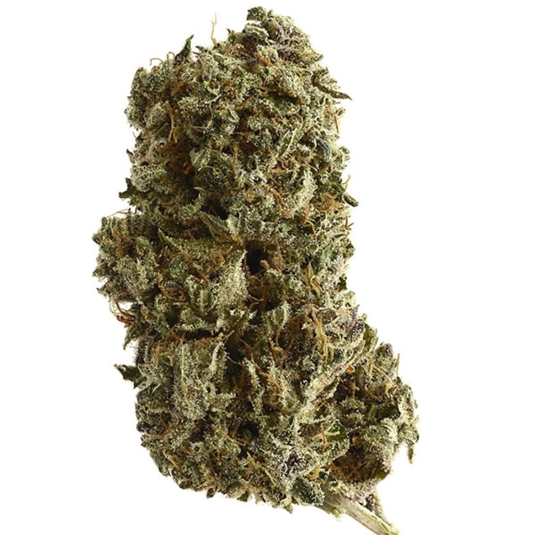 kosher-tangie-kush-feminized-1100x1100