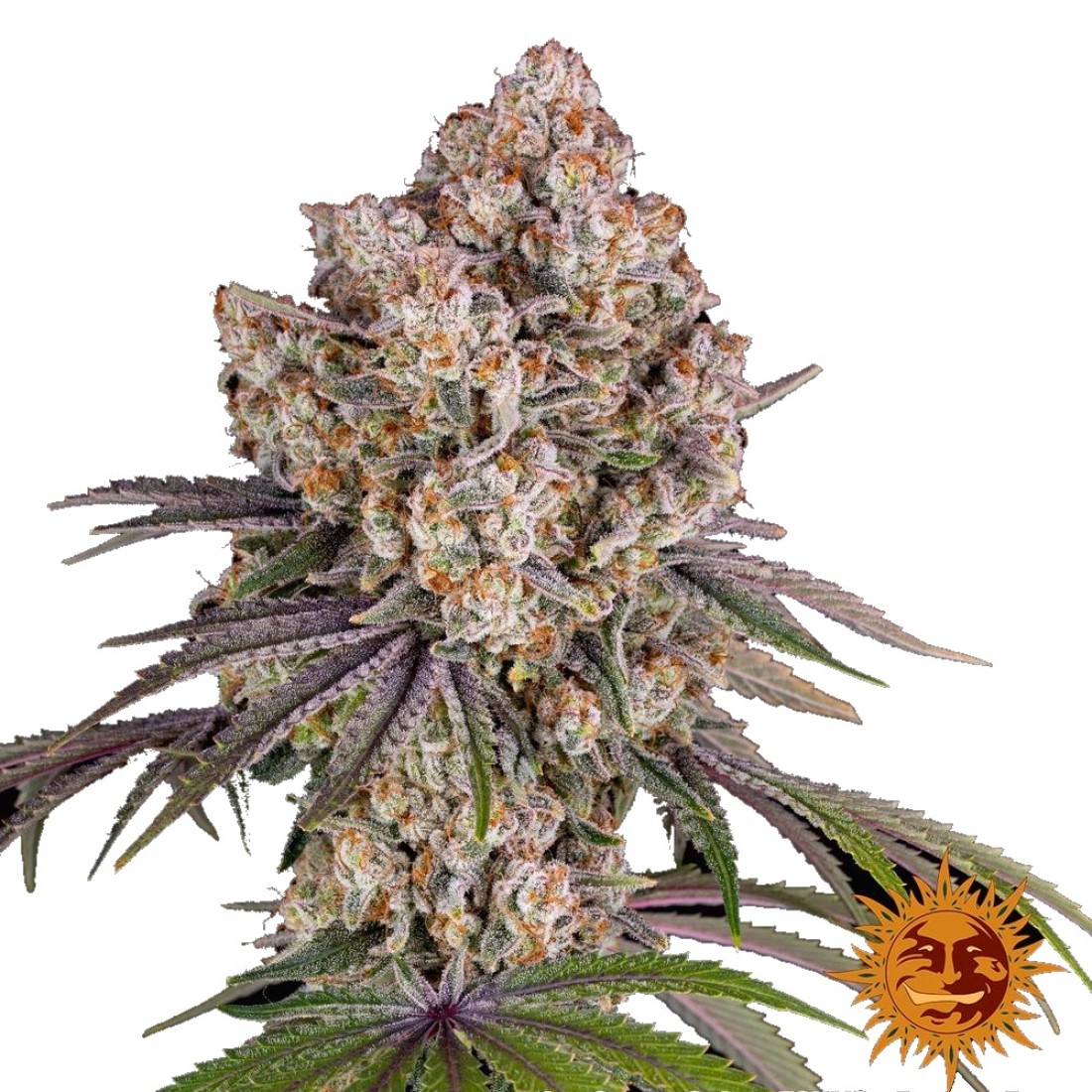 sour-diesel-fem-1100x1100