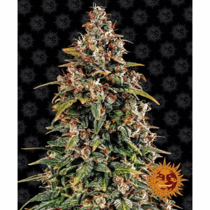 Barneys Farm Watermelon Zkittlez Auto