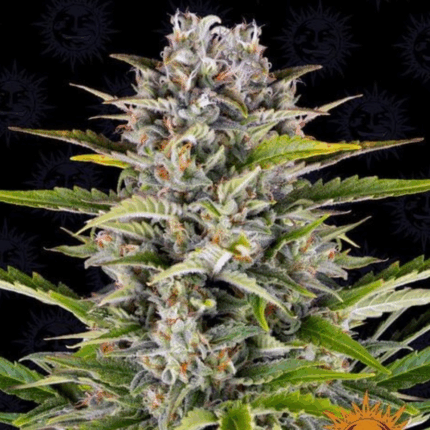 Barneys Farm Gorilla Zkittlez Auto