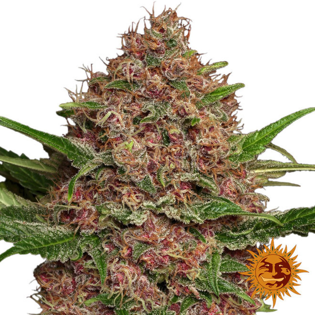 purple-punch-auto-feminized-1100x1100