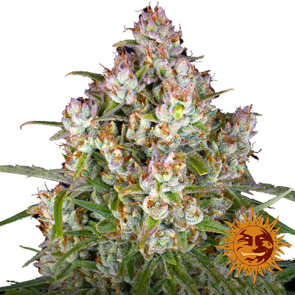 barneys-farm-wedding-cake-auto